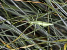 Дыбка-степная_2